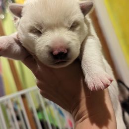 Pomsky Puppies from Valparaiso Pomskys