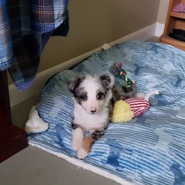 Border Collie Puppies from Cascade Sun Kennels