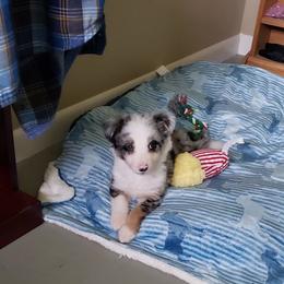 Border Collie Puppies from Cascade Sun Kennels