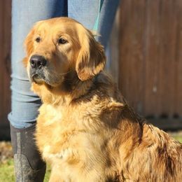 Krusha - Dark golden female Golden Retriever puppy in Spanaway, Washington from 11 Oaks Kennels