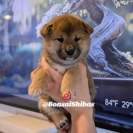 LYCHEE - Red female Shiba Inu puppy in Minnesota from BonsaiShibas