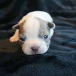 Lilac and white splash - Lilac female Boston Terrier puppy in Seguin, Texas from Campos Farms