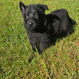 Gray collar - Black male German Shepherd puppy in Oscoda, Michigan from Sstar