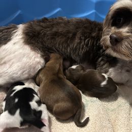 Havanese puppies from Teresa’s Fur Babies