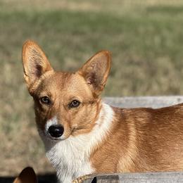 Rose - Pembroke Welsh Corgi