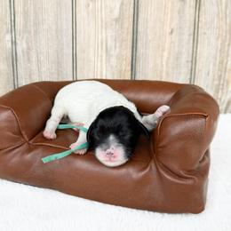 Nova - Black and white female Cavapoo puppy in Wamego, Kansas from Doodles of Oz