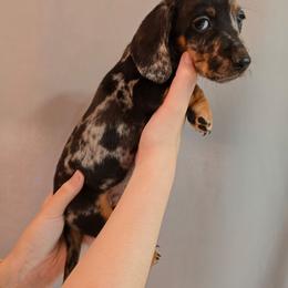 Puppy 5 - Dapple male Dachshund puppy in Hesperia, California from VOM HAUSE Imperial