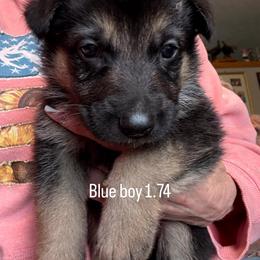 Boy 1 - Bi-color male German Shepherd puppy in Germantown, Ohio from TNT Pups