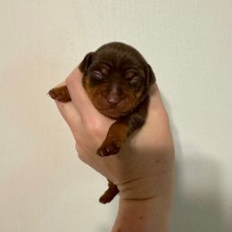 Marley - Chocolate and rust female Miniature Pinscher puppy in Eatonton, Georgia from TNT Puppies