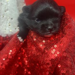 A’vie - Black Pomeranian puppy in Brentwood, California from Royalpawpoms