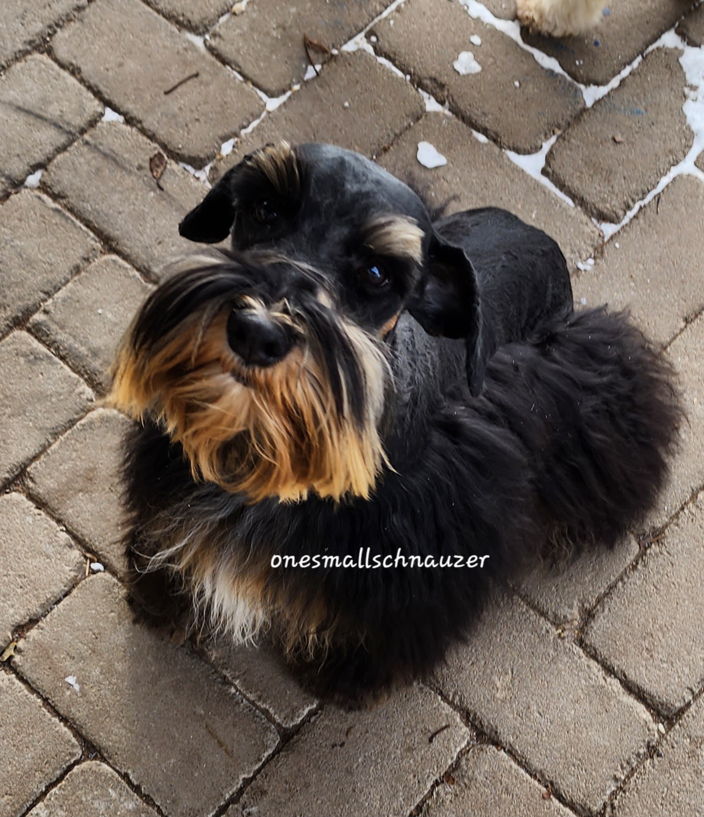 Zeppelin - Miniature Schnauzer