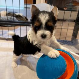 Waverly - Black tan and white female Biewer Terrier puppy in Philipsburg, Pennsylvania from Happy Valley Biewer Terriers
