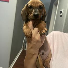 Woody - Sable male Dachshund puppy in Beaumont, California from JUAREZ MINI DACHSHUNDS