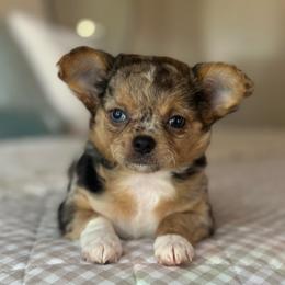 Bluey - Blue merle female Chihuahua puppy in Burleson, Texas from Luxe Paradise House of Chi