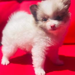 Yuengling - Chocolate merle male Pomeranian puppy in Buck Valley, Pennsylvania from Buck Valley Pomeranians