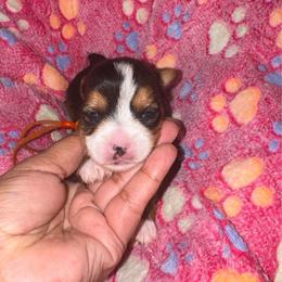 Orange Collar - Parti female Yorkshire Terrier puppy in Flowood, Mississippi from Prissy PawPals