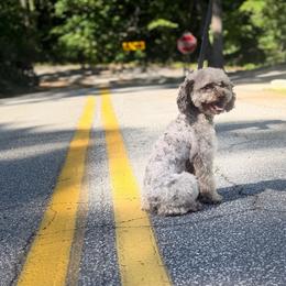 Old English Sheepdog, Poodle, Sheepadoodle, and Yorkipoo All Grown Up from Love Tallulah Sheepadoodles LLC