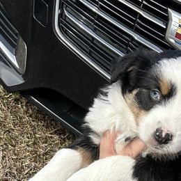 Australian Shepherds from PUCCI Place for Pets