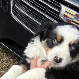 Australian Shepherds from PUCCI Place for Pets