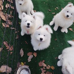 Borzoi and Samoyed Puppies from Kalabria