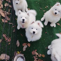 Borzoi and Samoyed Puppies from Kalabria