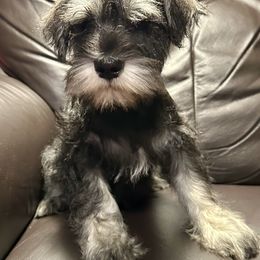 Miniature Schnauzer Puppies from Patty’s Little Pups