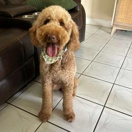 Hunny - Goldendoodle