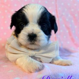 Danielle - Black and white female Shih Tzu puppy in Hemet, California from Aloha Shih Tzu