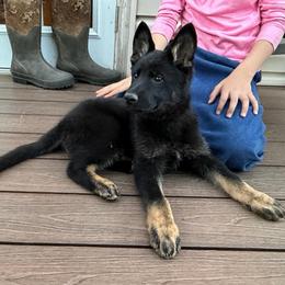 Buckley,  Orange Collar Boy - Black and tan male German Shepherd puppy in Milan, Illinois from Stonewick German Shepherds