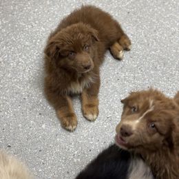 Cam - Red tri-color Australian Shepherd puppy in Mineral Wells, Texas from A6 Australian Shepards