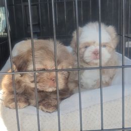 Shih Tzu Puppies from Shantii's Shih Tzu's