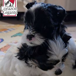 Zoey - Parti female Yorkshire Terrier puppy in California from Corazon de gigante