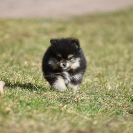 Pomeranian Puppies from Pomeranians Montana