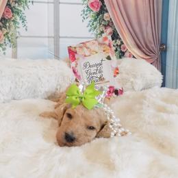 Daphne - Apricot female Poodle puppy in Fountain, Florida from Silva Royale Standard Poodles
