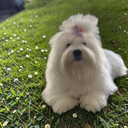 White arctic Laufey - White female Coton de Tulear puppy in Ashburn, Virginia from White Arctic Cotons