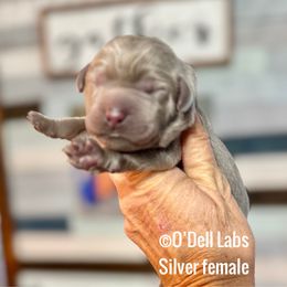 Girl 5 - Chocolate female Labrador Retriever puppy in Sullivan, Missouri from O’Dell Labs