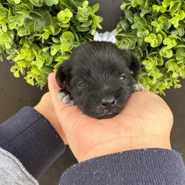 Light Pink Girl - Black and silver female Miniature Schnauzer puppy in Oneonta, Alabama from Murphree Valley Kennels
