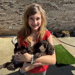 Poodle Puppies from Royal Dixie Poodles