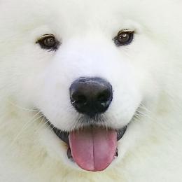 Samoyeds from Bruin Samoyeds