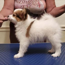 Papillon Puppies from Enchanting Papillons