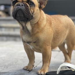 Penelope - French Bulldog