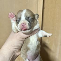 Sable bluie girl - Blue female Pembroke Welsh Corgi puppy in Clinton, Tennessee from High Hopes Farm