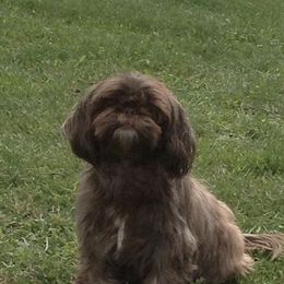 Shih Tzus from Everts Ranch ShihTzu’s