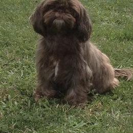 Shih Tzus from Everts Ranch ShihTzu’s