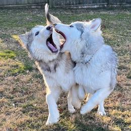Native American Indian Dog Puppies from Seven Sisters Canids