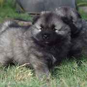 Keeshond Puppies from Anna Boehringer