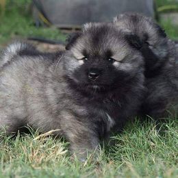 Keeshond Puppies from Anna Boehringer