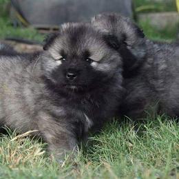 Keeshond Puppies from Anna Boehringer