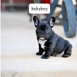 French Bulldog Puppies from Pet frenchies