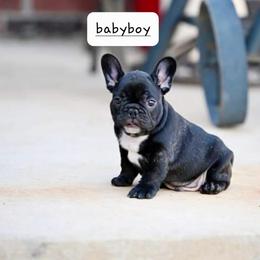 French Bulldog Puppies from Pet frenchies